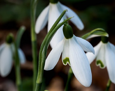 Gardens near Lostwithiel